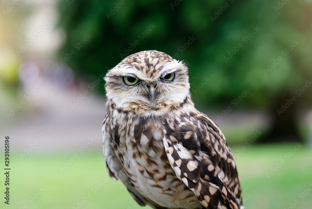 Cropped shot of eagle-owl with a funny eyes looking at camera, Cute wild bird with blurry nature background.