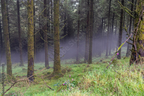Wicklow way with some fog in the forest. © Pablo Eskuder
