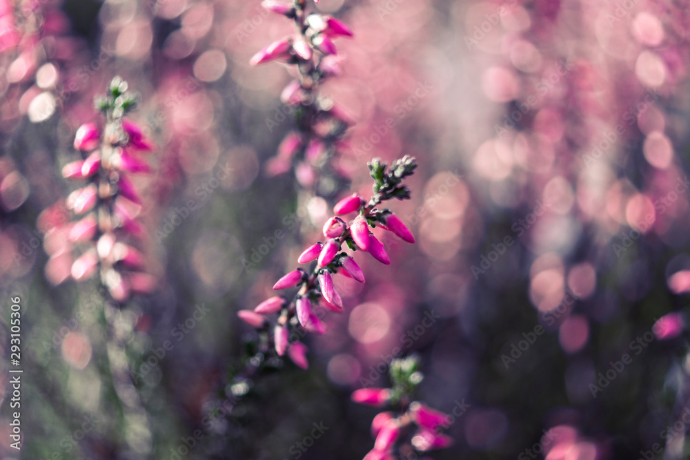 Pink Pink
