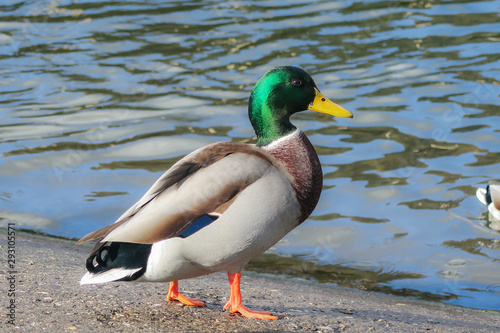 Mallard duck on the lake