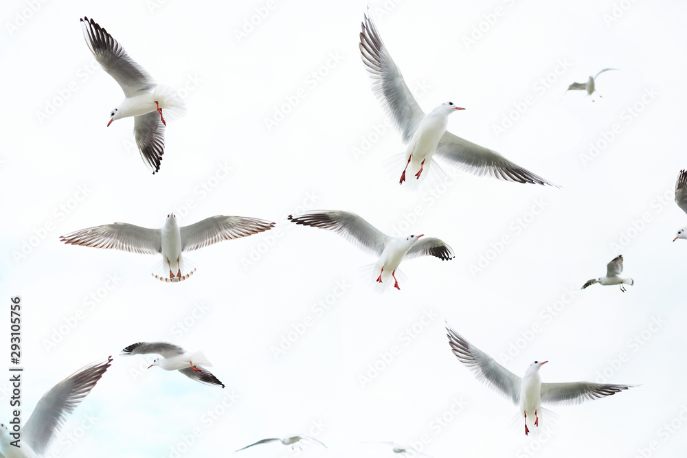 Fototapeta premium White seagulls fly in the sky on a white background