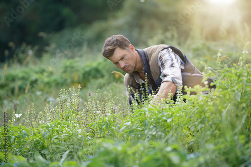Farmer working in agricultural organic field
