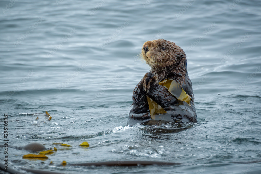 Obraz premium Close up of a sea otter in the ocean in Tofino, Vancouver island, British Columbia, Canada