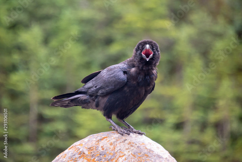 Close up of a common raven (Corvus corax) on a rock calling and looking at the camera, British Columbia, Canada