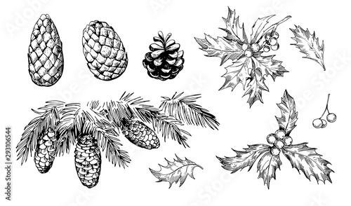 Winter plants: holly, cones, spruce. Hand drawn illustration converted to vector