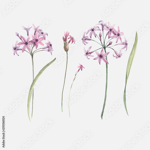 Watercolor allium flower vector illustration