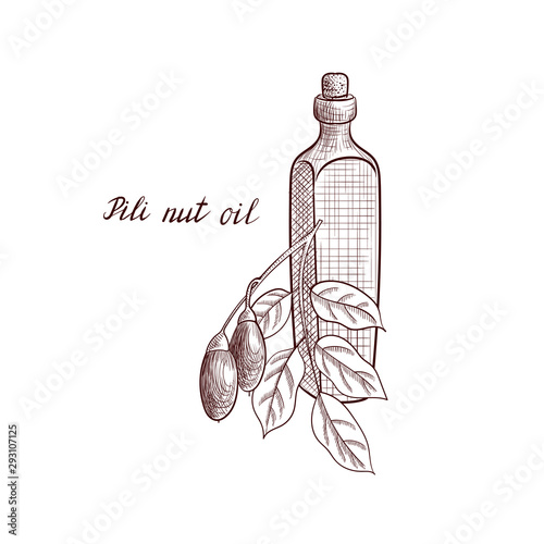 vector drawing pili nut oil