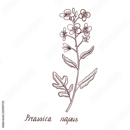 vector drawing rapeseed plant