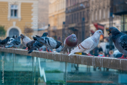 Photography Pigeon birds standing together
