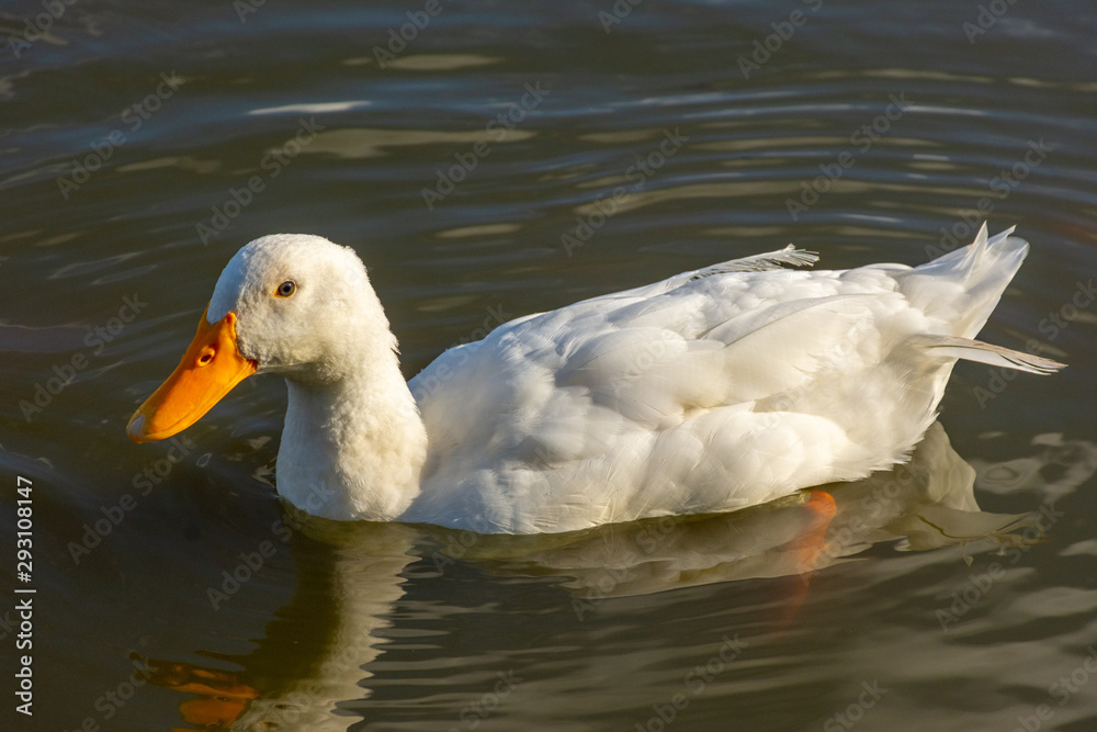 View of duck in a pond