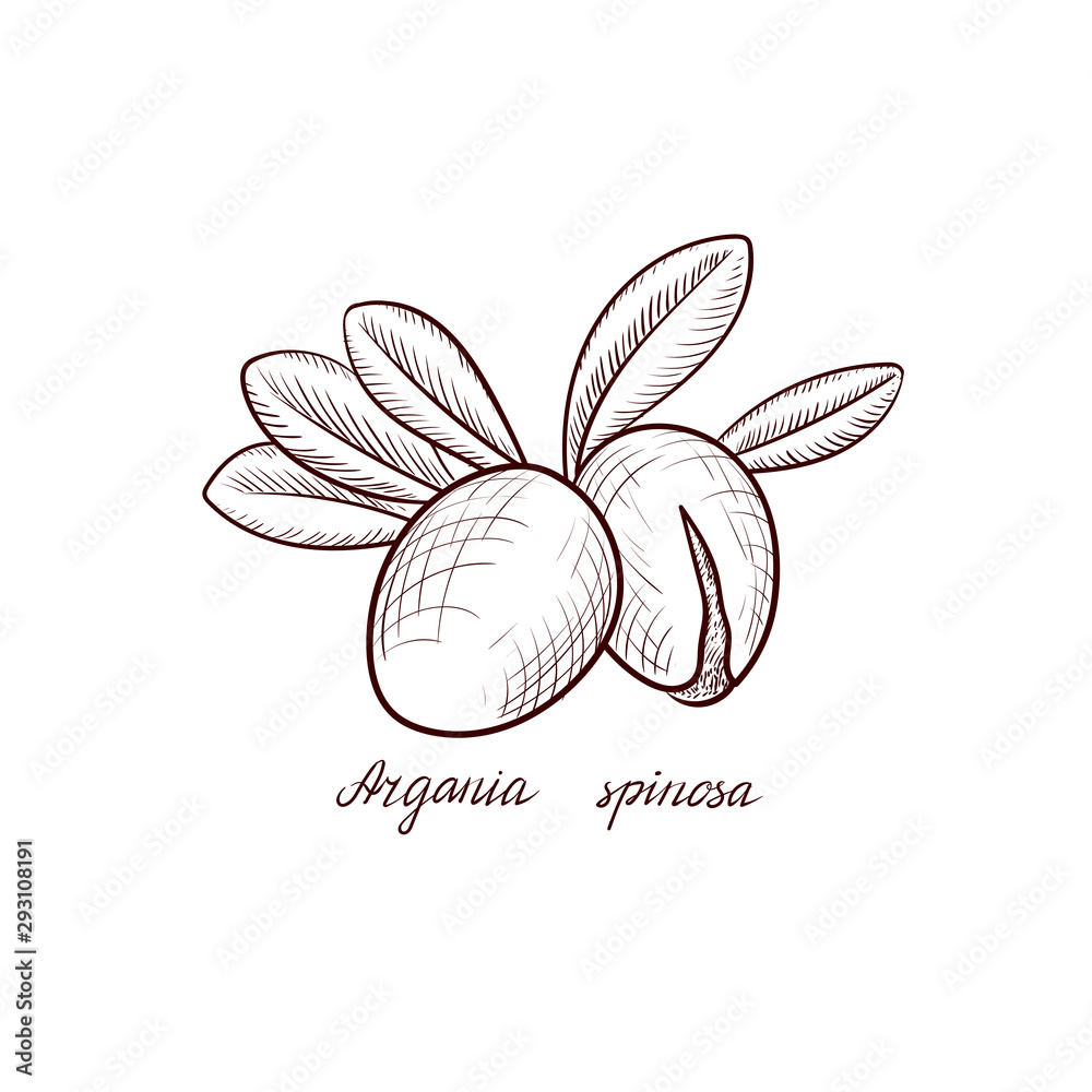 vector drawing nuts of argania vector drawing nuts of argania