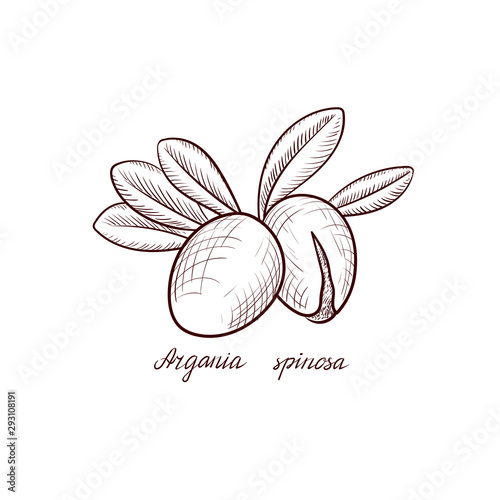 vector drawing nuts of argania
