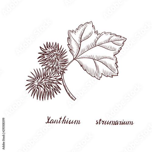 vector drawing cocklebur plant photo