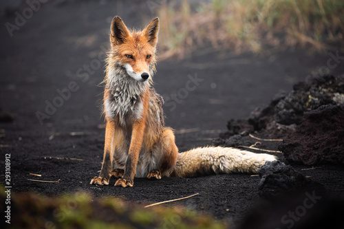 A magnificent wild Red Fox (Vulpes vulpes) hunting for food to eat
