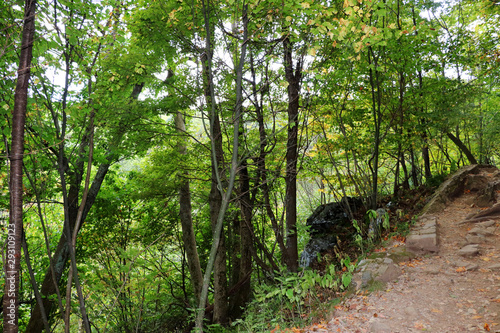 Path in the forest, Shenandoah National Park, September 2019