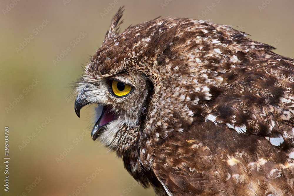 Spotted Eagle Owl