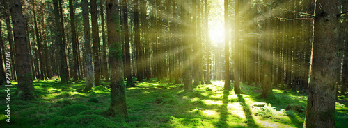 Fototapeta Naklejka Na Ścianę i Meble -  Panorama of a scenic forest of fresh green deciduous trees with the sunlight.