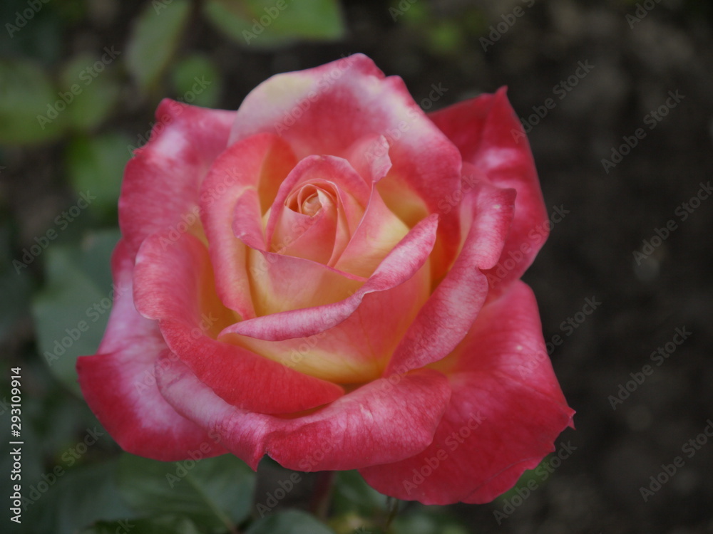 Цветок роза Императрица Фарах