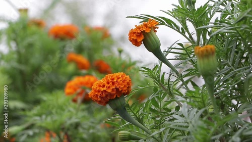 Orange marigold in the field