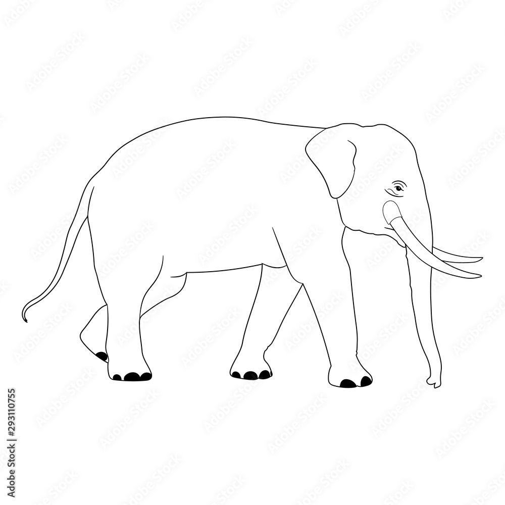 Fototapeta premium elephant Asia walking, graphics disign vector outline Illustration isolated on white background