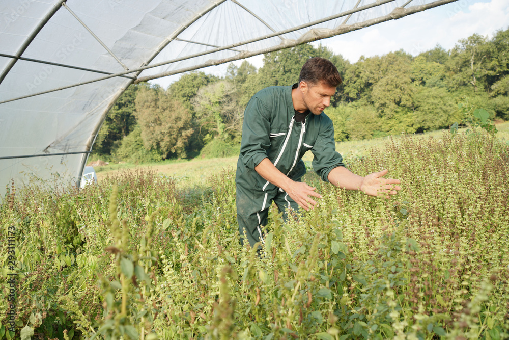 Fototapeta premium Farmer in greenhouse