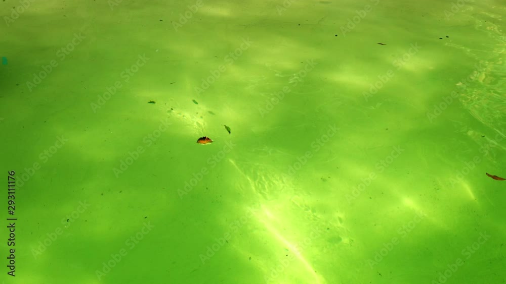 Seal swimming in front of the camera against sunny water surface. 4K Seal swimming in front of the camera against sunny water surface. 4K