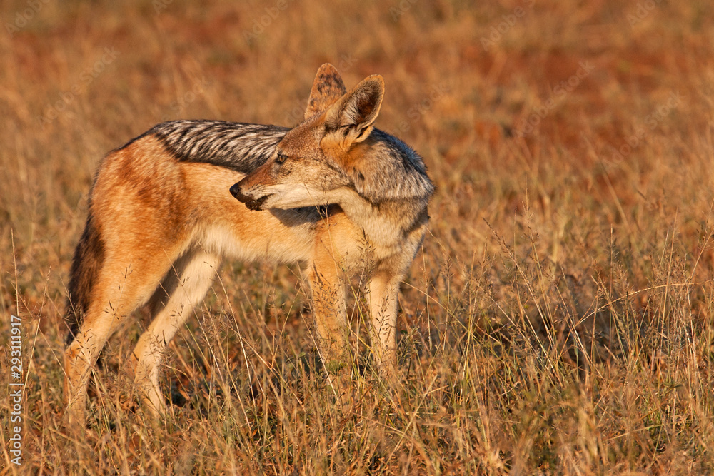Obraz premium Szakal czarnogłowy 001