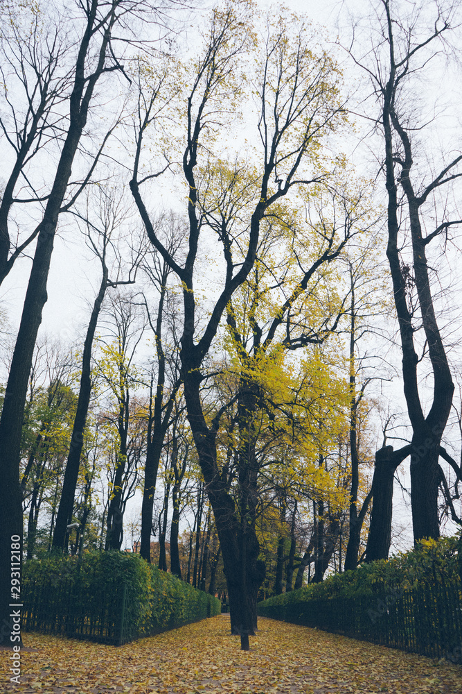 autumn in the park