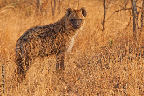 Spotted hyena in grass