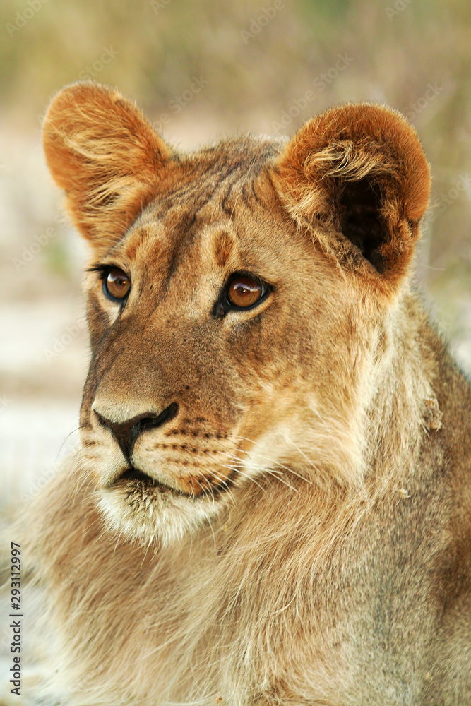 Fototapeta premium Young male lion