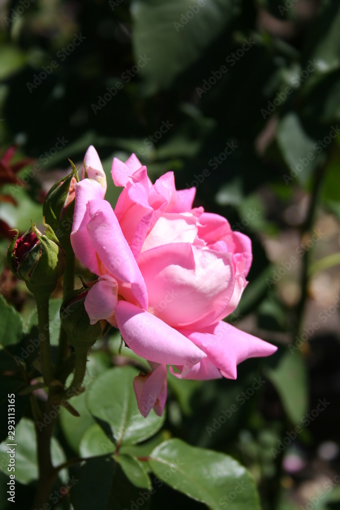 Flor Flor