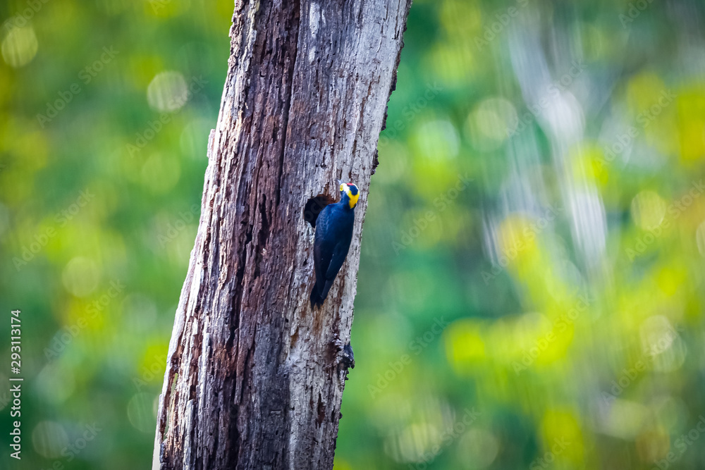 Fototapeta premium Yellow- tufted Woodpecker sitting at a tree with a whole with defocused natural background, Amazon rainforest, Mato Grosso, Brazil