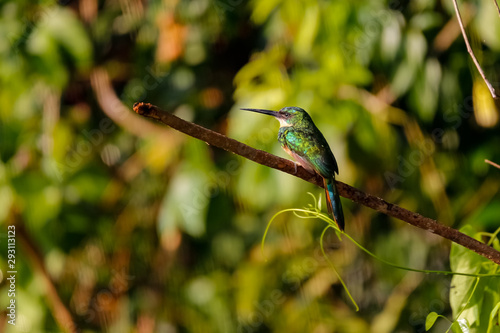 Rufous-tailed Jacamar perching on a tree branch against defocused natural green background, looking to the left, Amazon rainforest, Mato Grosso, Brazil