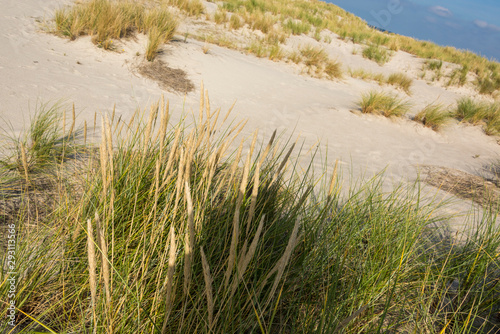 Fototapeta Naklejka Na Ścianę i Meble -  Beautiful tranquil dune landscape and long beach at North Sea