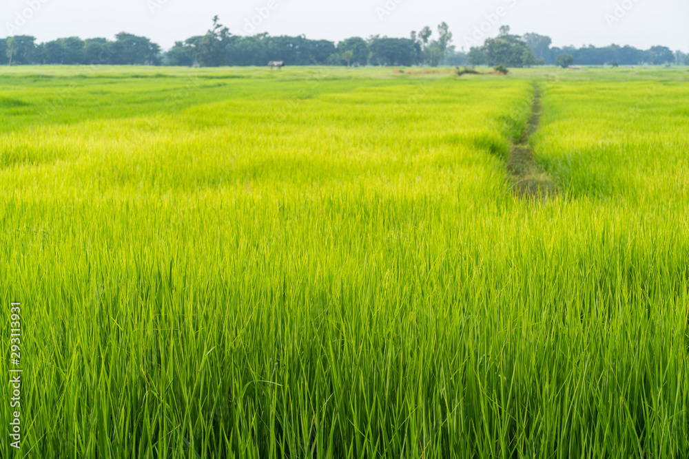 Green grass rice fields background