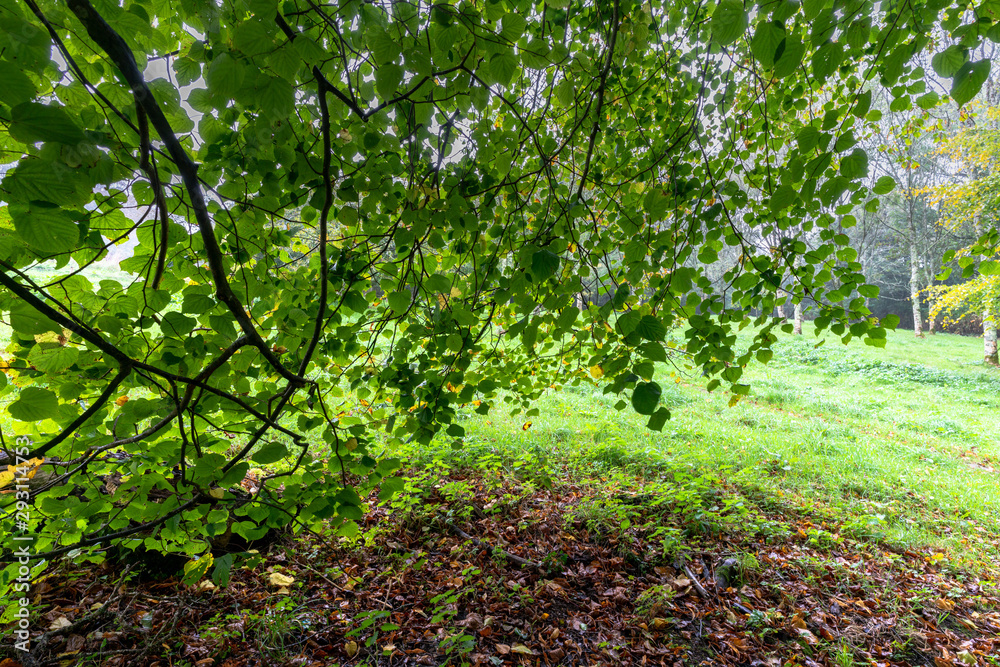 Under the Birch tree canopy in a storm Under the Birch tree canopy in a storm