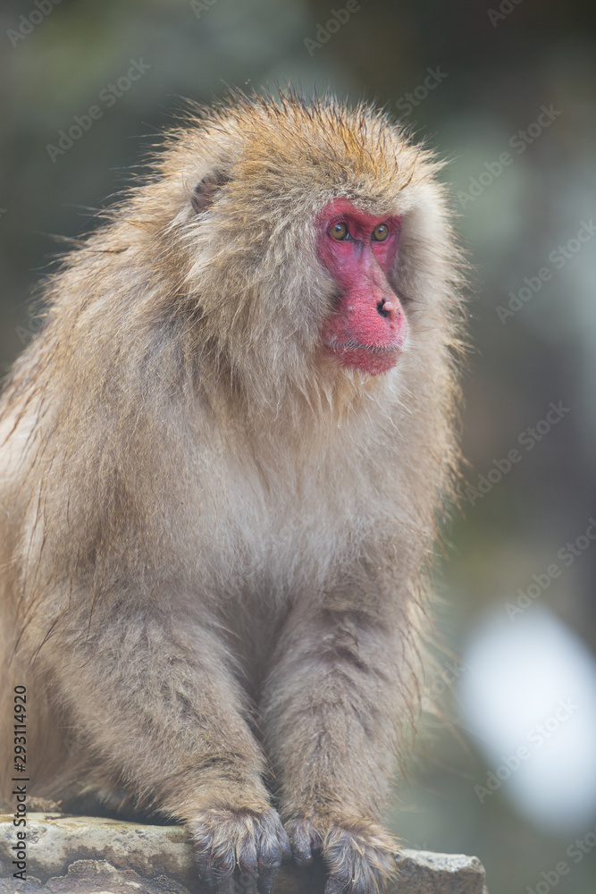 Naklejka premium Snow Monkeys in Onsen, Japan