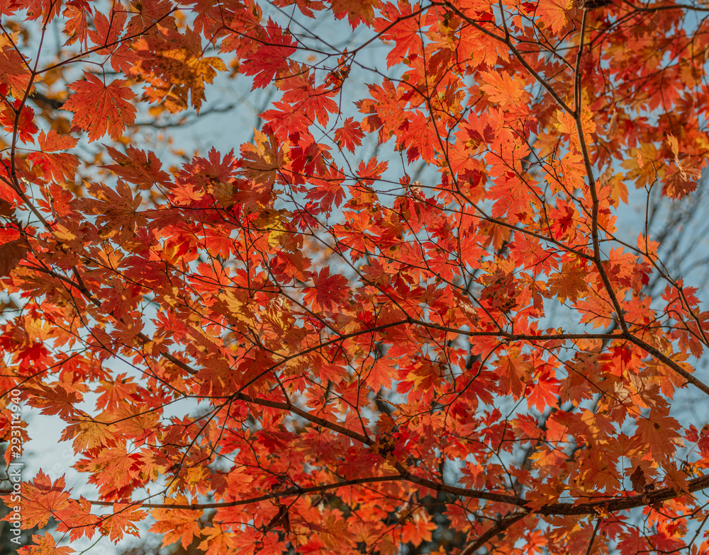 Autumn in forest - maple leaves in sunlight. Autumn in forest - maple leaves in sunlight.