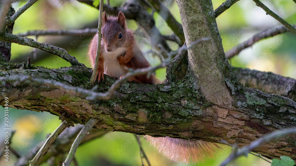 brown european squirrel sitting in the tree an looking into the face of the photographer brown european squirrel sitting in the tree an looking into the face of the photographer