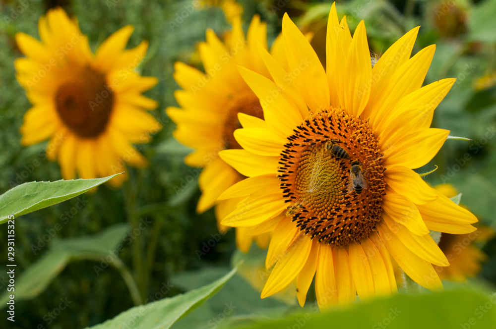 bright sunflowers on a large field on a sunny day bright sunflowers on a large field on a sunny day