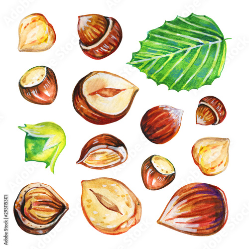 Set of hazelnuts and leaves in different views. Hand drawn watercolor illustration
