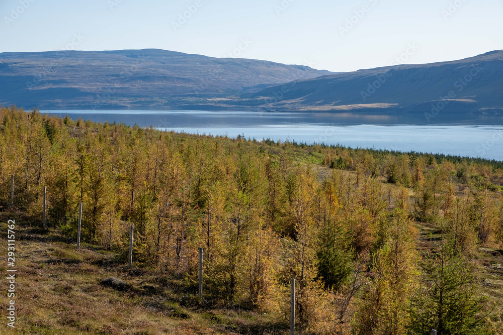 Schonung junger Nadelbäume am Hvalfjörður / Hvalfördur. 