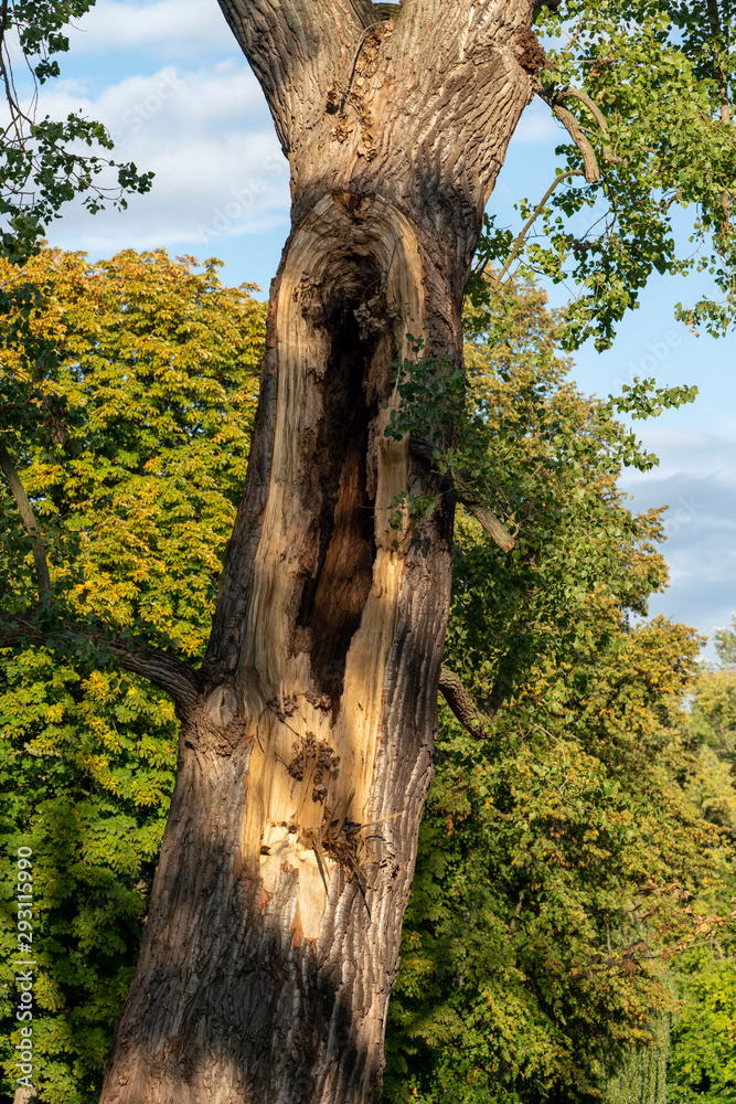 hollow tree on a sunny day hollow tree on a sunny day