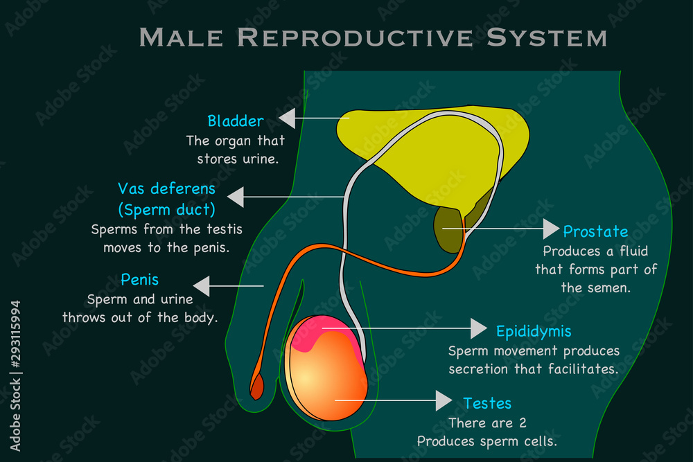 Male Reproductive System Man Reproduction Organs Anatomy Annotated 