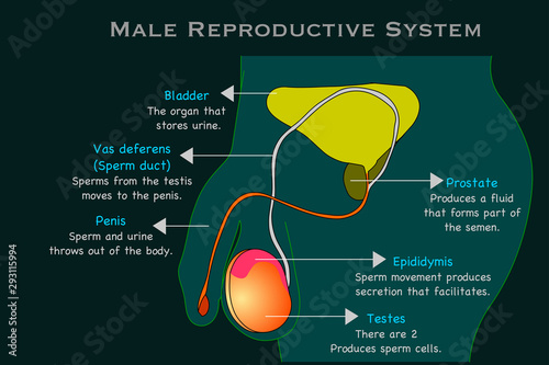 Male reproductive system. Man  reproduction organs anatomy. Annotated. Cross section diagram. With explanations. Prostate, epididymis, testes, penis, sperm duct. Dark green x ray background. vector