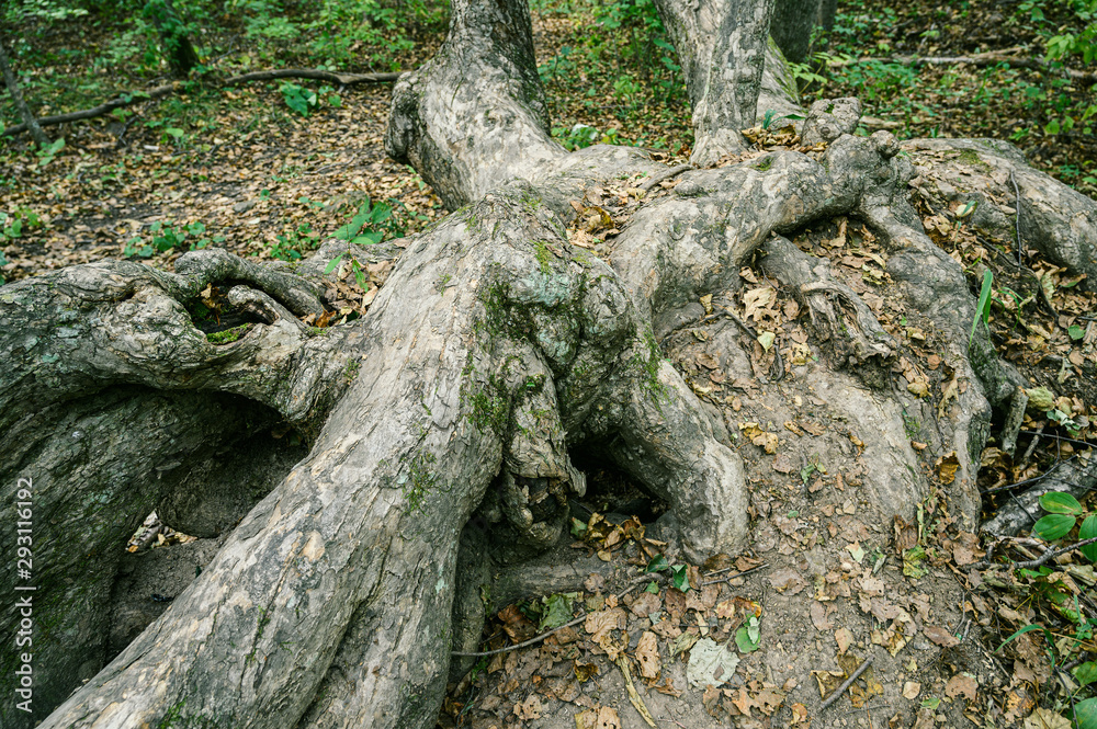 Driftwood in summer forest. Selective focus.