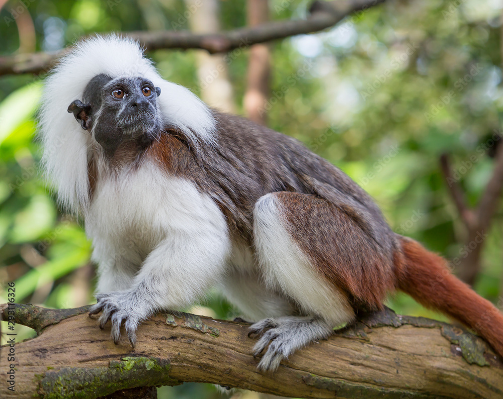 Cotton-top Tamarin Monkey. The cotton-top tamarin is a small monkey weighing less than 0.5 kg (1.1 lb). This Monkey can live up to 24 years old, but most of them die at 13 years old. One of the small Cotton-top Tamarin Monkey. The cotton-top tamarin is a small monkey weighing less than 0.5 kg (1.1 lb). This Monkey can live up to 24 years old, but most of them die at 13 years old. One of the small