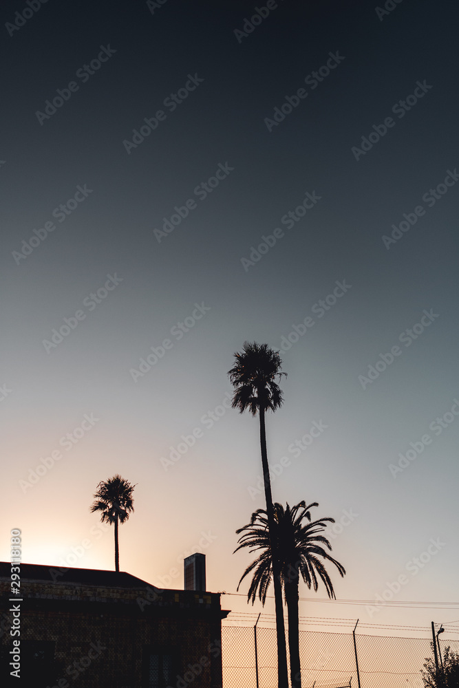 Obraz premium Three giant tropical palm trees with deep blue background and nature landscape. Farol da Ponta da Piedade, Lagos, Faro, Portimão, Algarve coast in Portugal, Atlantic Ocean
