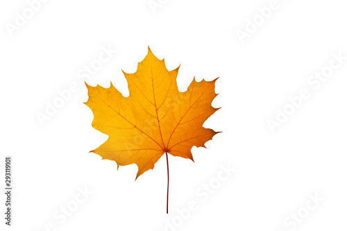 Yellow maple canadian leaf isolaed on white