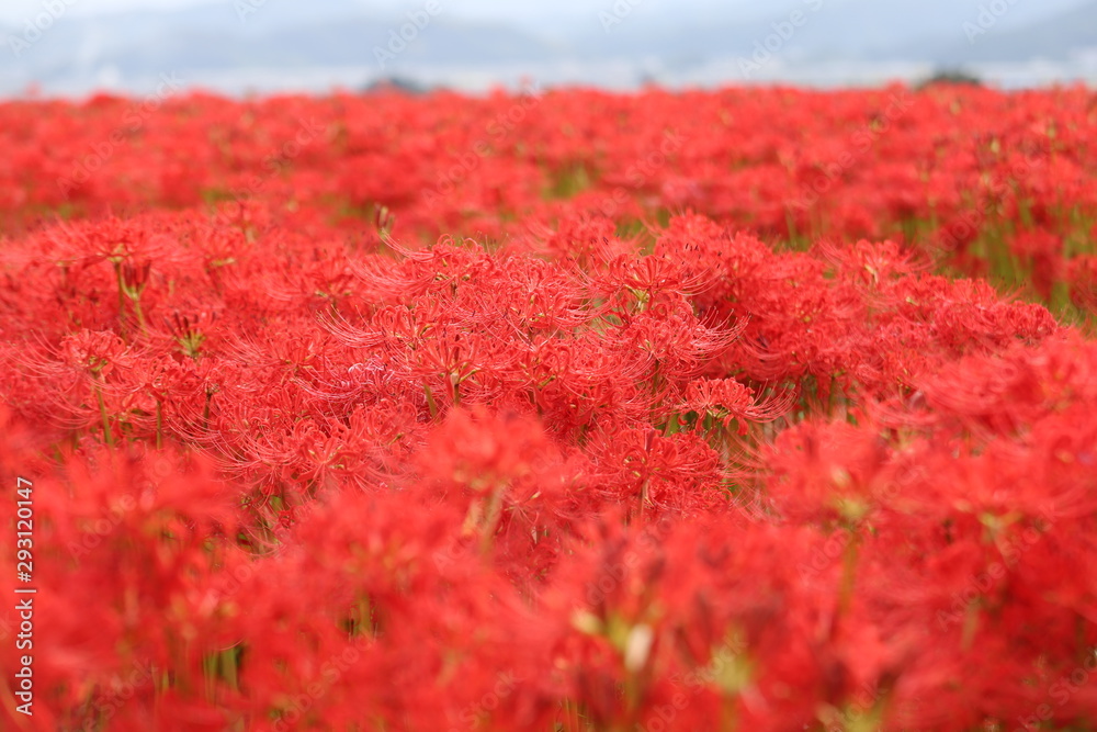 奈良　彼岸花ロード